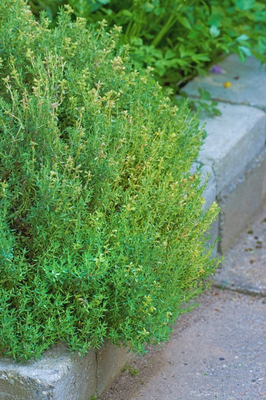 Cost of Landscape Curbing — Cost of Landscape Curbing